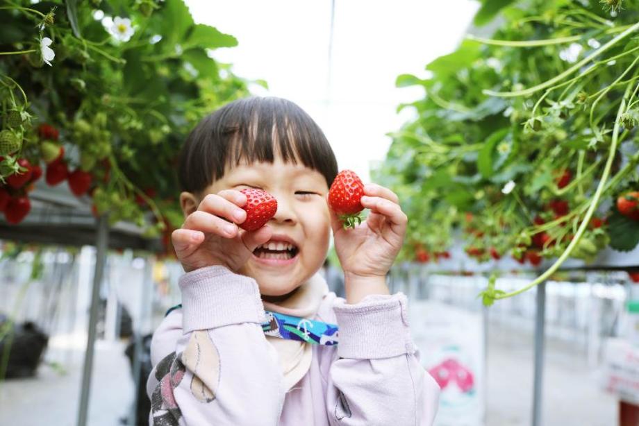 천안 딸기농장에서 향긋한 딸기따기 체험하며 딸기 실컷 먹기