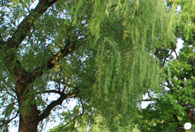 City Tree - Weeping Willow
