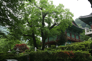 Gwangdeoksa Walnut Tree, Cheonan