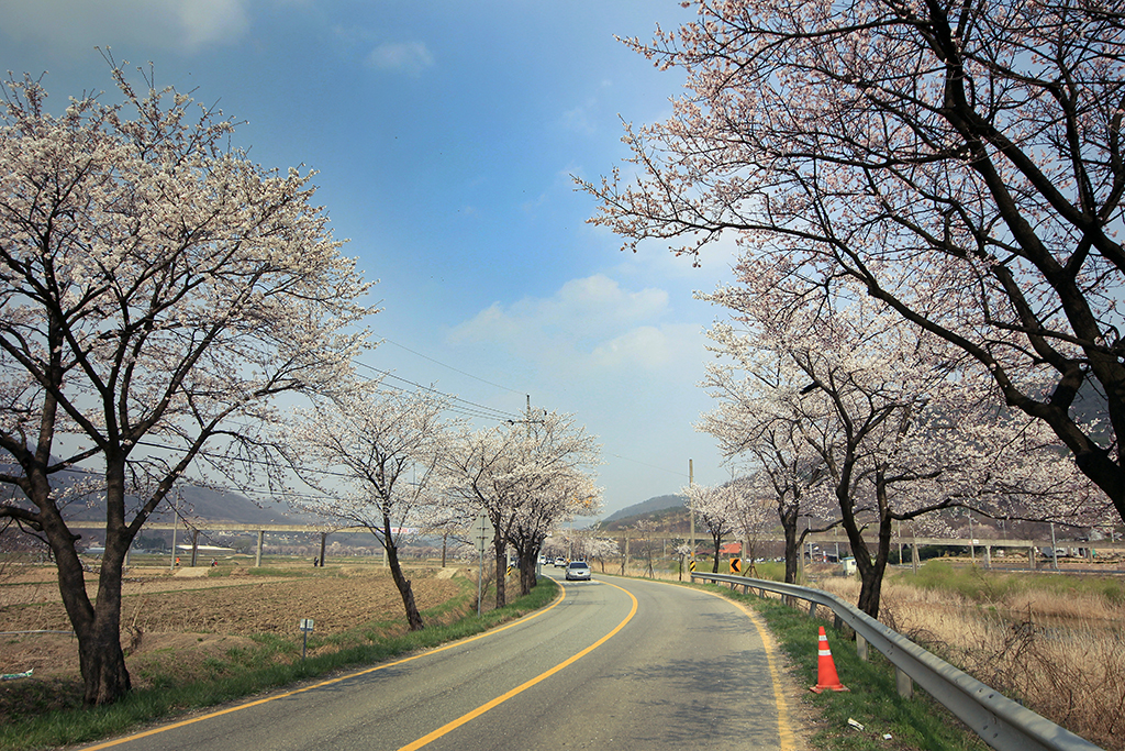 北面慰礼桜祭り Image5