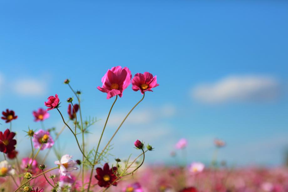 코스모스꽃길이 아름다운... 봉선홍경사갈기비